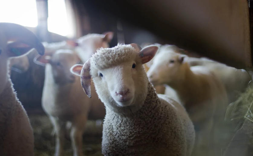 Cloned Sheep Age Normally and Remain Healthy