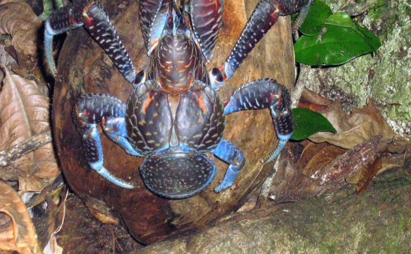 Coconut Crabs Exert More Force When Pinching than Most Other Animals