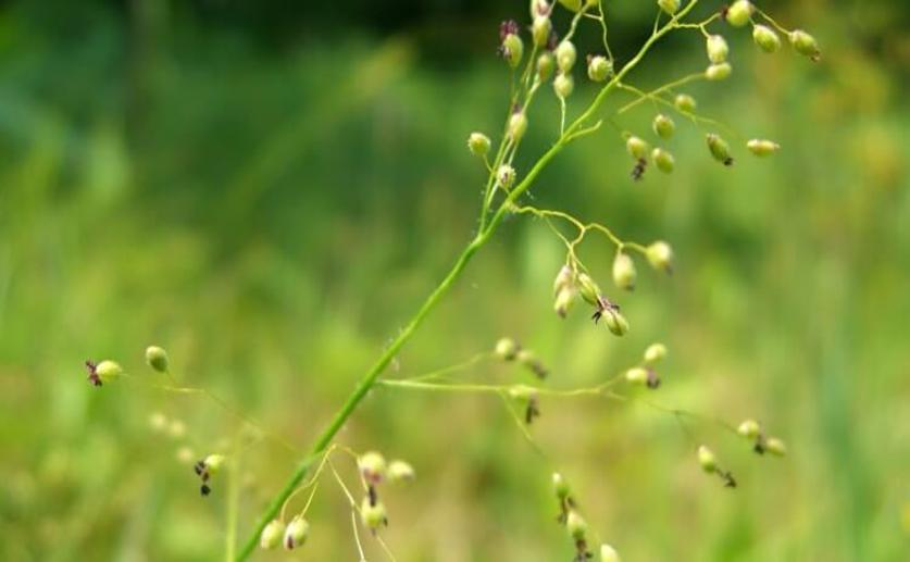 Common Grass Species Contains More Efficient Enzymes, May Help Crop Yields