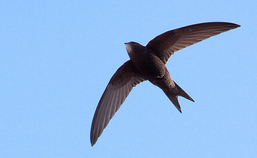 Common Swifts Spend Ten Months in Flight Without Landing, a New Record