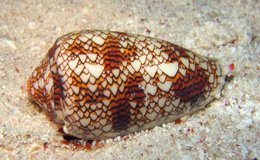 Cone Snails Use a Special Form of Insulin, Researchers Are Using the Findings to Improve Synthetic Insulin Compounds