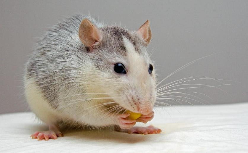 Copper Found To Assist Fat Breakdown In Mice