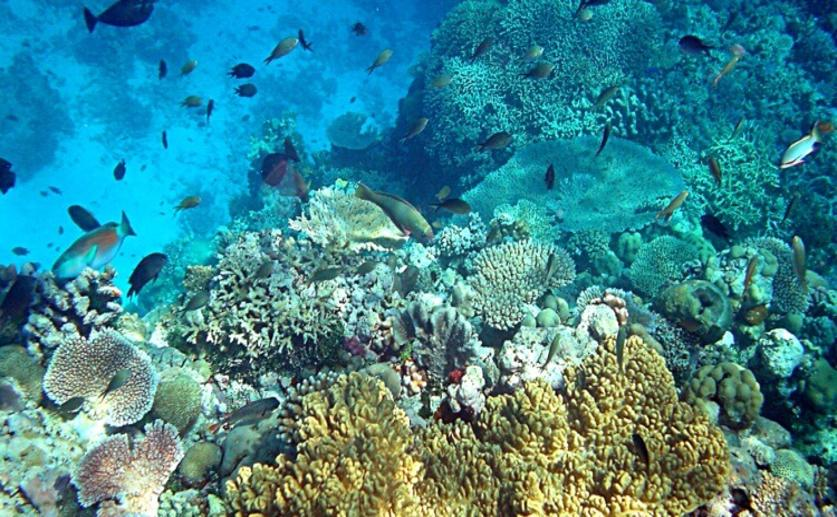 Coral First Partnered up with Algae During the Triassic Period
