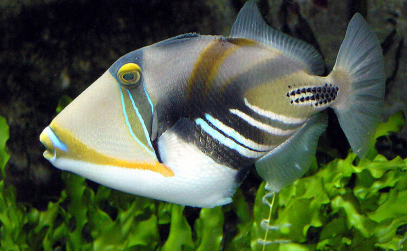 Coral Reef Fish Can See Colors Not Visible to the Human Eye