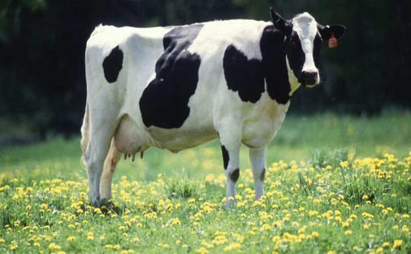Cows Are More Likely to Give Birth During the Full Moon