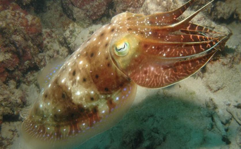 Cuttlefish Have Number Sense and Adaptability in Making Decisions
