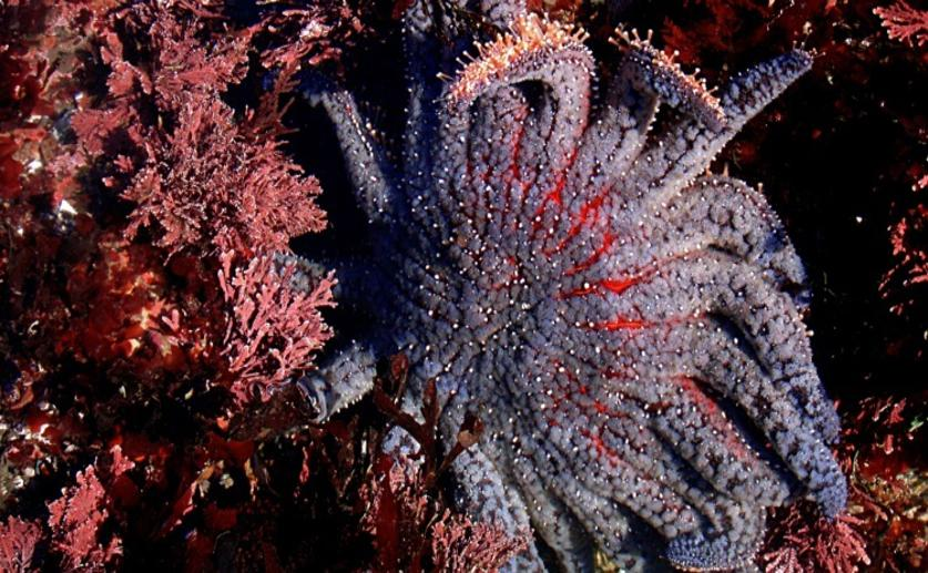 Deadly Sea Star Disease May Devastate Subtidal Ecosystems