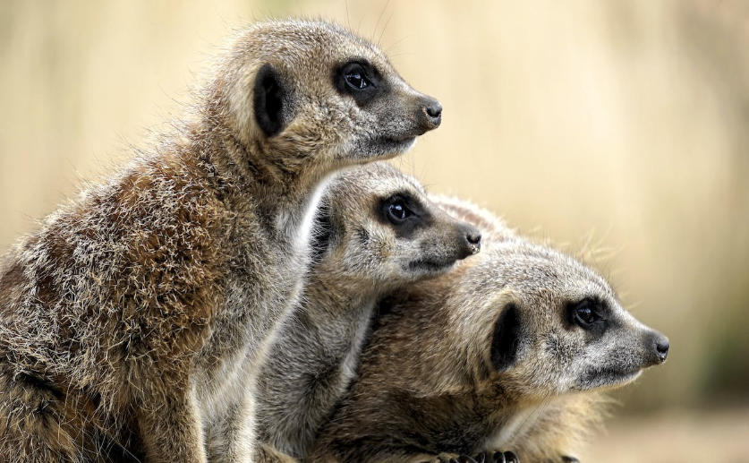 Dominant Female Meerkats Have High Levels of Male Hormones