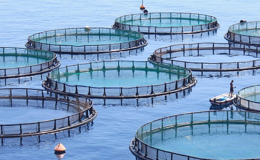 Fish Farms Can Be Used to Predict Future Effects of Climate Change