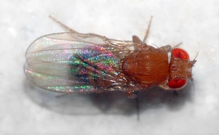 Fruit Fly Study Provides New Insights into Transposons and Aging