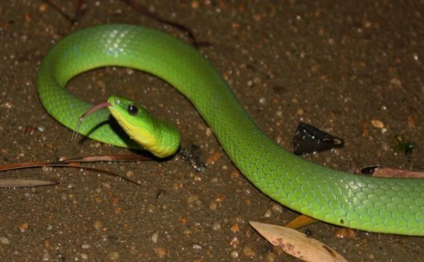 Gene Responsible for the Long Bodies of Snakes May Be Used to Develop Treatments for Spinal Cord Injuries