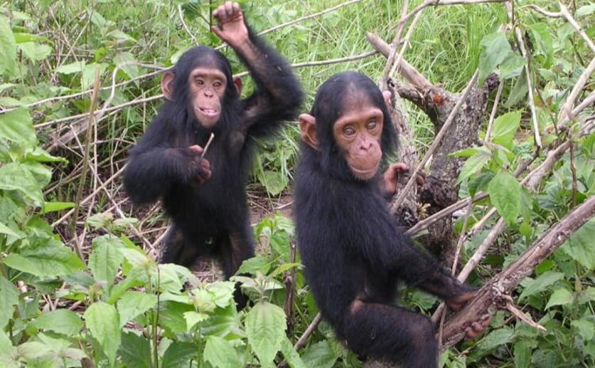 Great Apes Understand That Others May Hold False Beliefs, a First in Nonhuman Animals