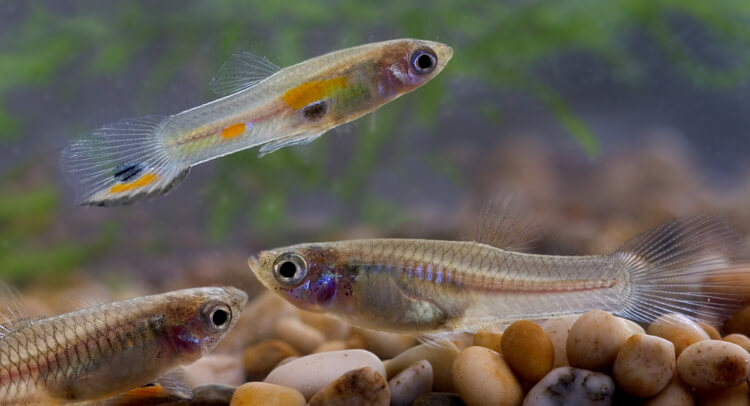 Guppies Are Quick to Form Strong Friendships When Exposed to Danger
