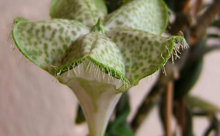 Houseplant Mimics the Scent of a Trapped Bee in Order to Lure Carnivorous Pollinators