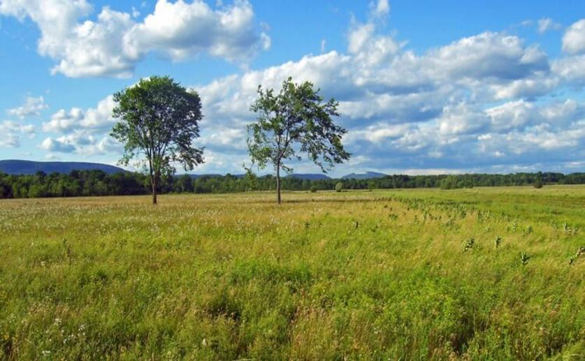Human Activity Leads to Nutrient Imbalances, Decreasing Plant Biodiversity in Grasslands
