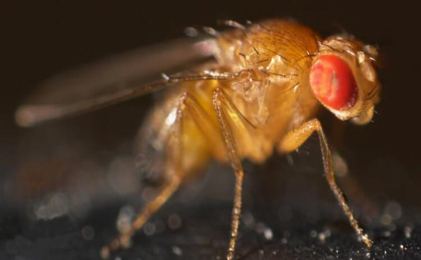 Lack of Calcium During Development Impairs Memory in Adult Fruit Flies