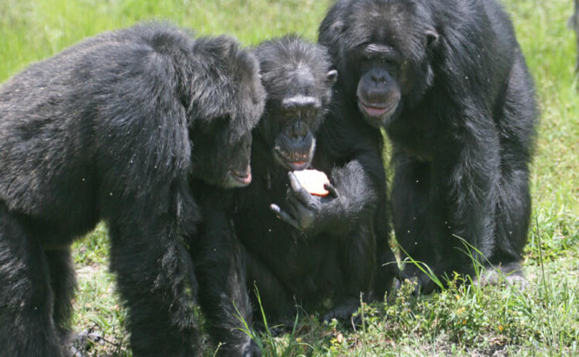 Male Chimpanzees Challenge Each Other for Status, Females Wait Patiently