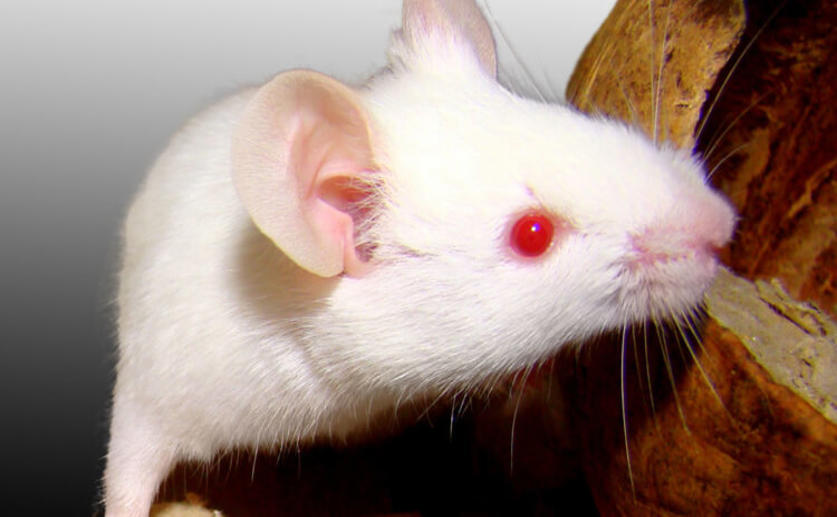 Male Mice Lose the Ability to Detect Female Pheromones after Chronic Exposure