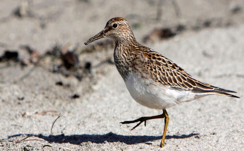 Male Pectoral Sandpipers Will Travel Over 8,000 Miles to Search for Mating Opportunities