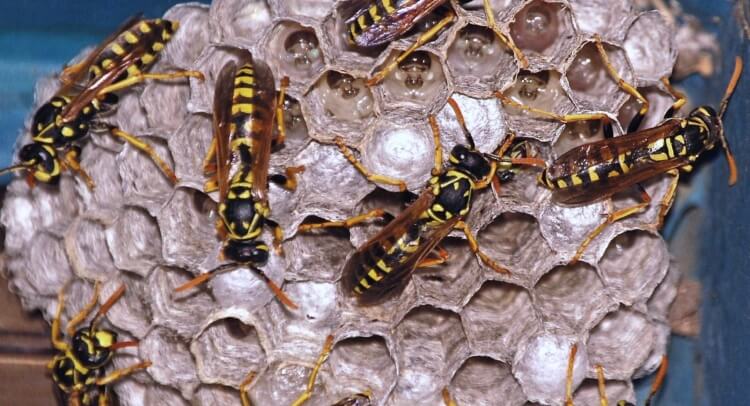 Market Dynamics in Paper Wasp Nests Change with Supply and Demand
