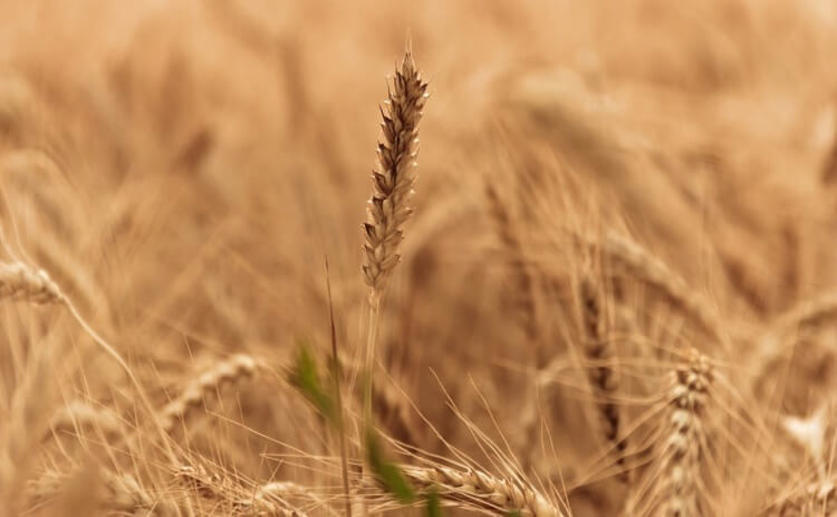 Modern Wheat Breeding Practices Do Not Contribute to Gluten Toxicity