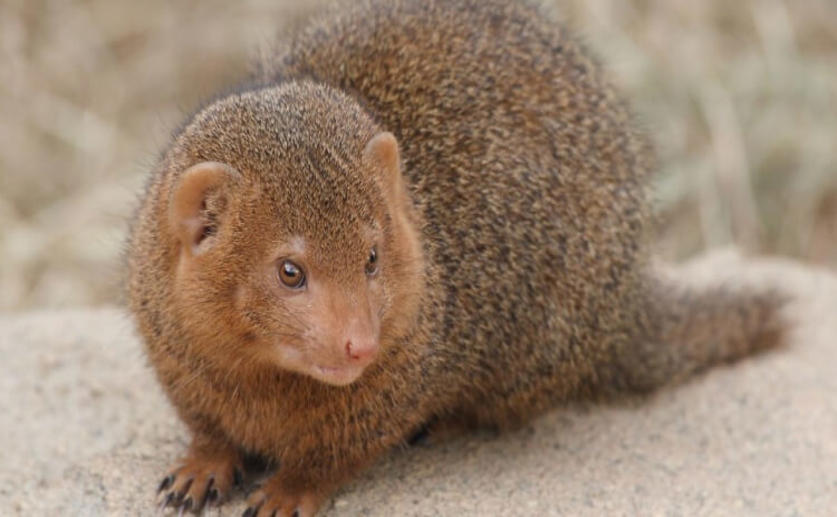 Mongooses Are Likely to Help Drive Away Predators When the Alert Is From a Friend