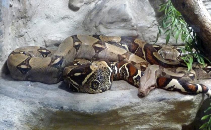 New Blood Test Can Be Used to Detect a Fatal Snake Disease Before It Spreads
