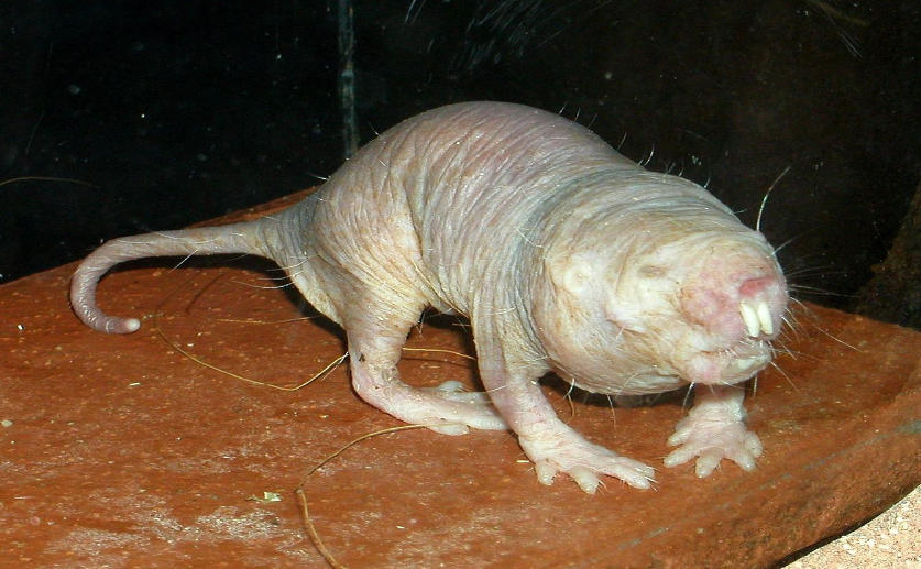 New Research Changes Our Understanding of Mole Rat Social Dynamics