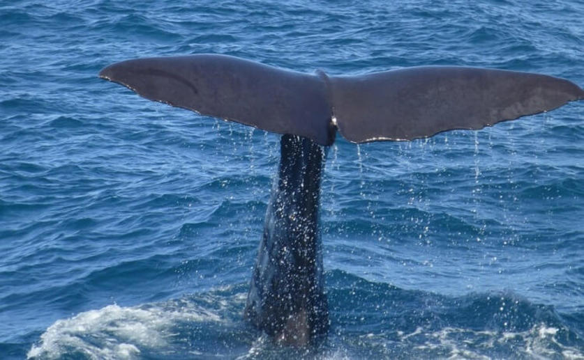 New Tagging Technology Will Allow Scientists to Better Understand Whale Ecology