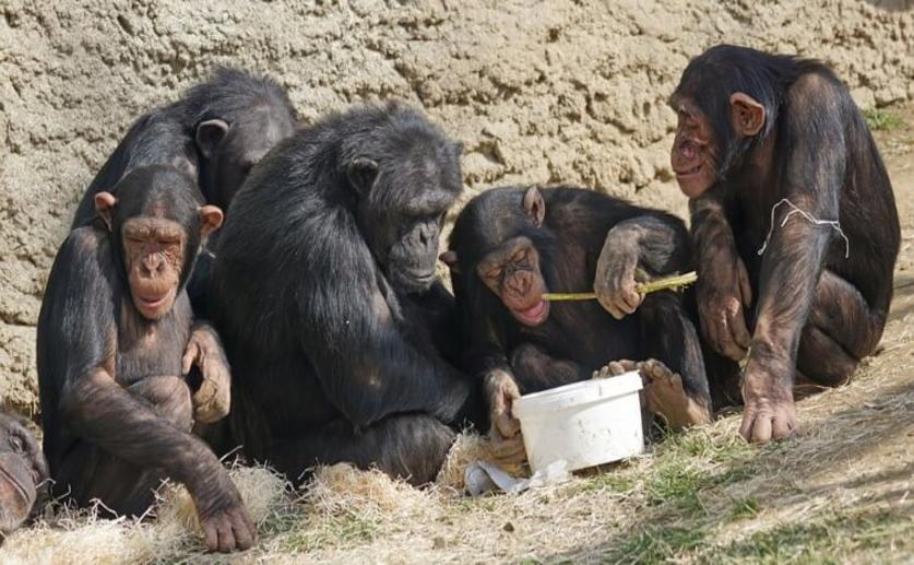 Oxytocin Encourages Group Cooperation and Coordination in Wild Chimpanzee Societies