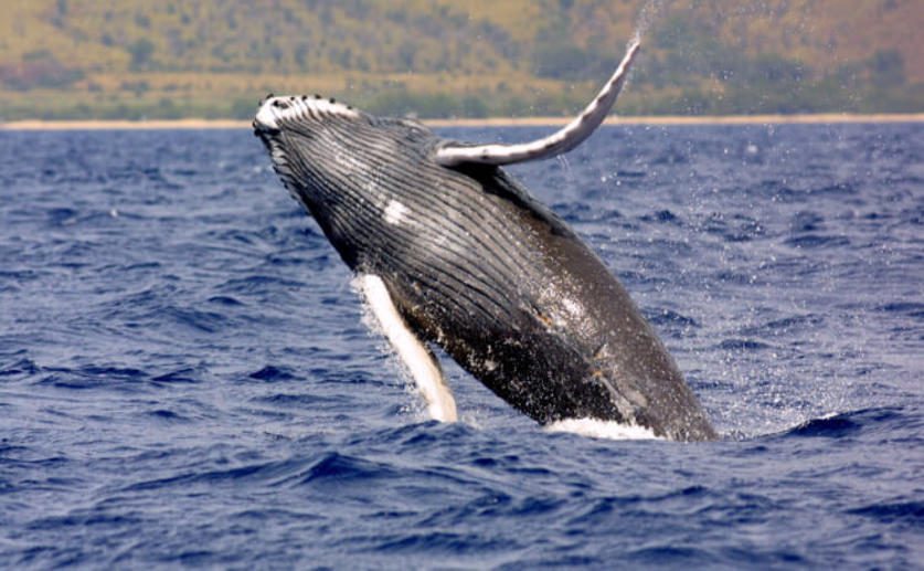 Particle Motion May Play a Role in Humpback Whale Songs