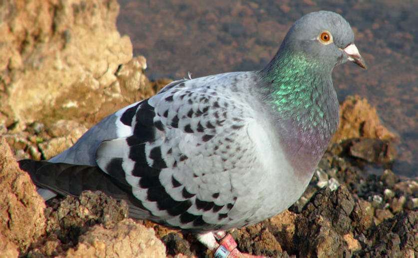 Pigeon Leaders That Make Bad Decisions Lose Influence in the Flock