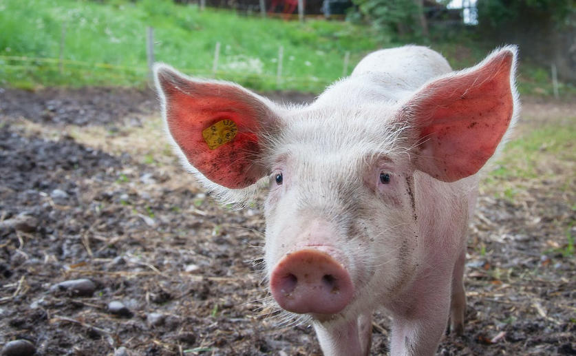 Pigs Can Be Optimistic or Pessimistic Depending on Both Environment and Personality