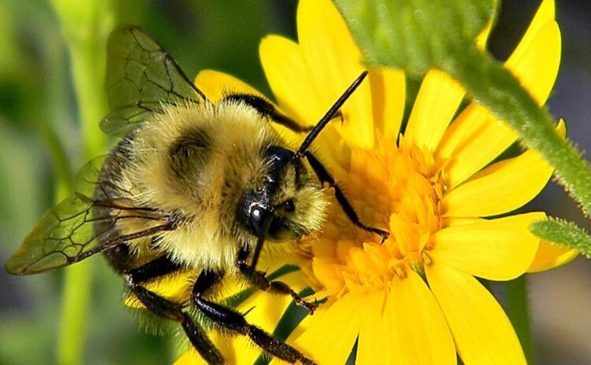 Plant Virus Alters Its Host’s Scent to Attract Bees