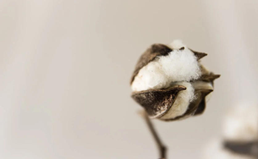 Pollinator Biodiversity Increases Cotton Crop Yields