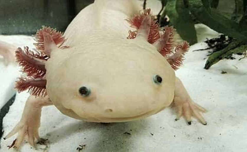 Public Axolotl Genomic Database Will Help Researchers Study Tissue Regeneration