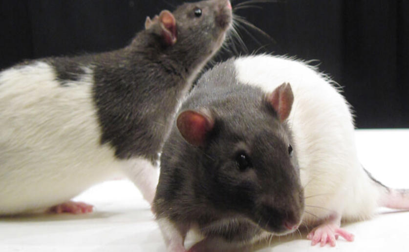 Rats Have Excellent Episodic Memories