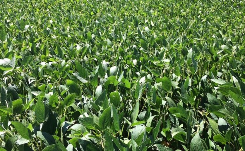 Reducing Leaf Mass Increases the Productivity of Soybean Plants
