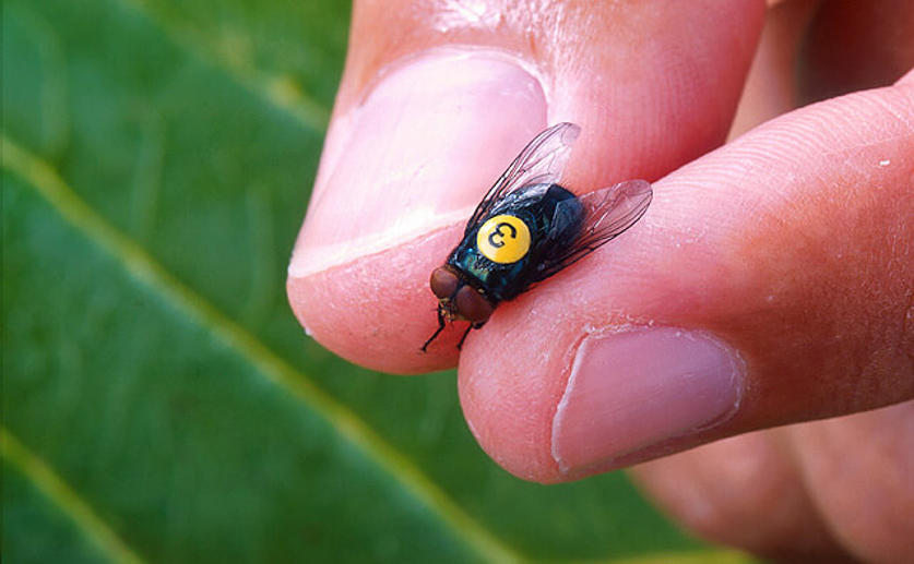 Researchers Control Parasitic Fly Populations by Releasing Modified Males