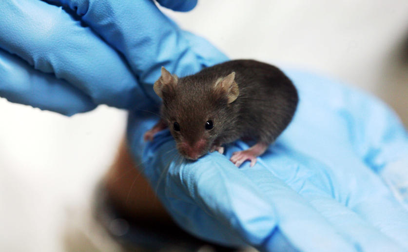 Researchers Create Bioengineered Mice That Resist Cocaine Addiction