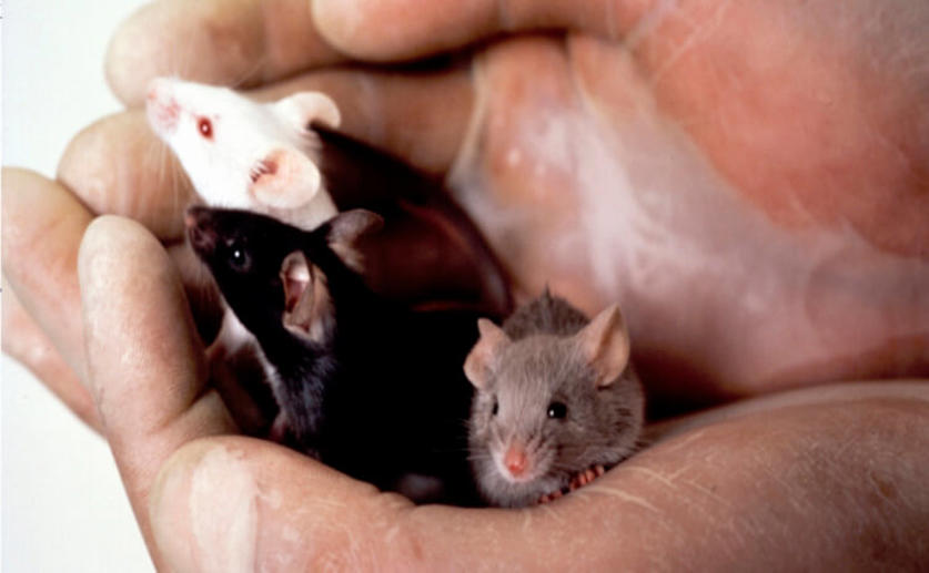 Researchers Cure Blind Mice by Transplanting Photoreceptors Derived from Stem Cells