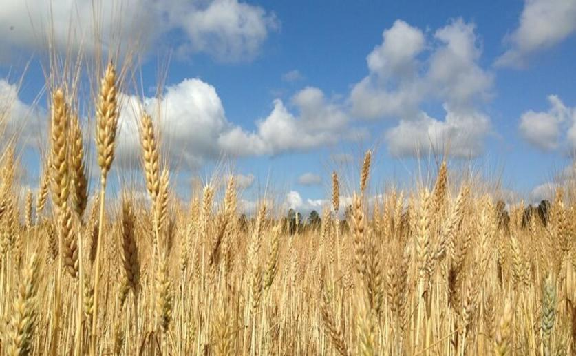 Researchers Develop a Method for Increasing Crop Yields Without Genetic Modification
