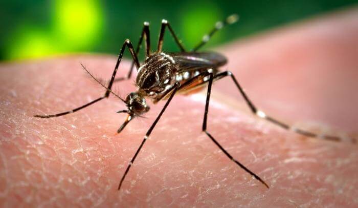 Researchers Develop Single Dose Zika Vaccine with Very Promising Results