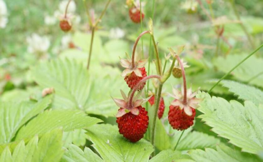 Researchers Discover a Wild Strawberry That Resists Attacks from a Major Agricultural Pest