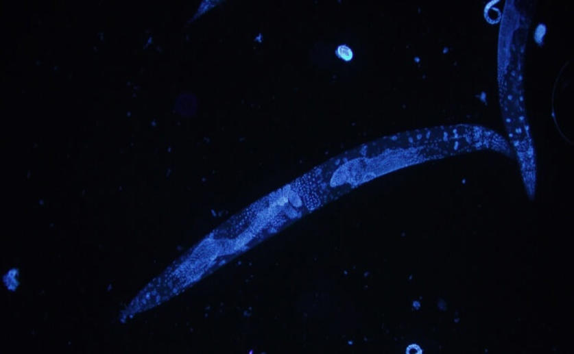 Researchers Discover That Roundworms Go Through a “Teenager” Behavioral Stage