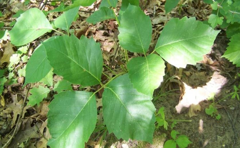 Researchers Discover the Molecule Responsible for Poison Ivy Reactions