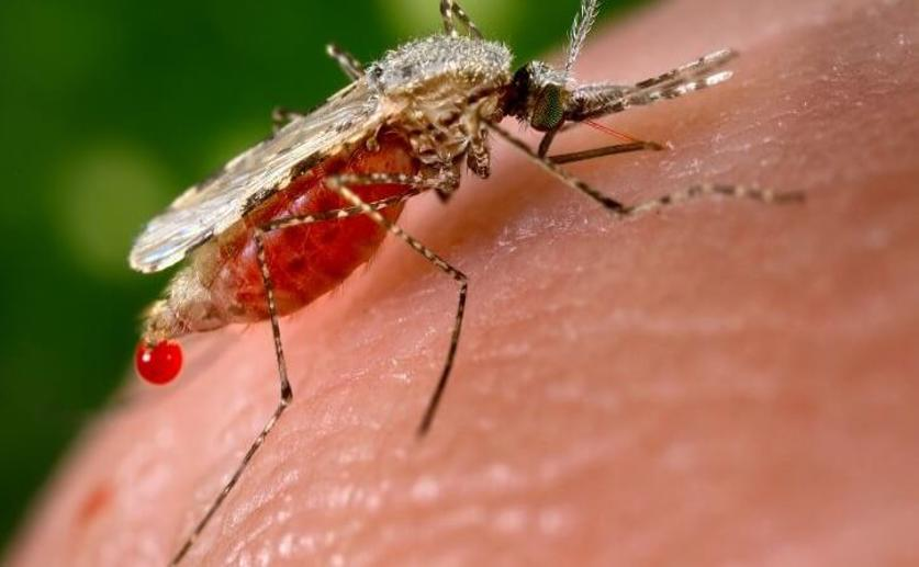 Researchers Find a Female-lethal Gene That May Lead to Better Methods of Mosquito Control