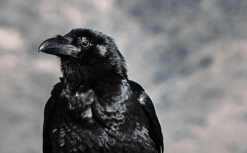 Researchers Find a Second Species of Crow Capable of Tool Use