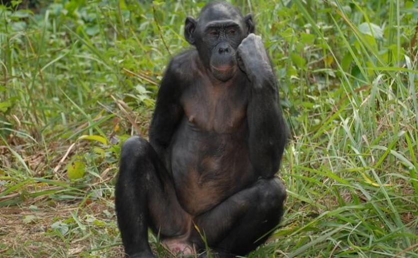 Researchers Find That Aging Bonobos Are Prone to Long-sightedness