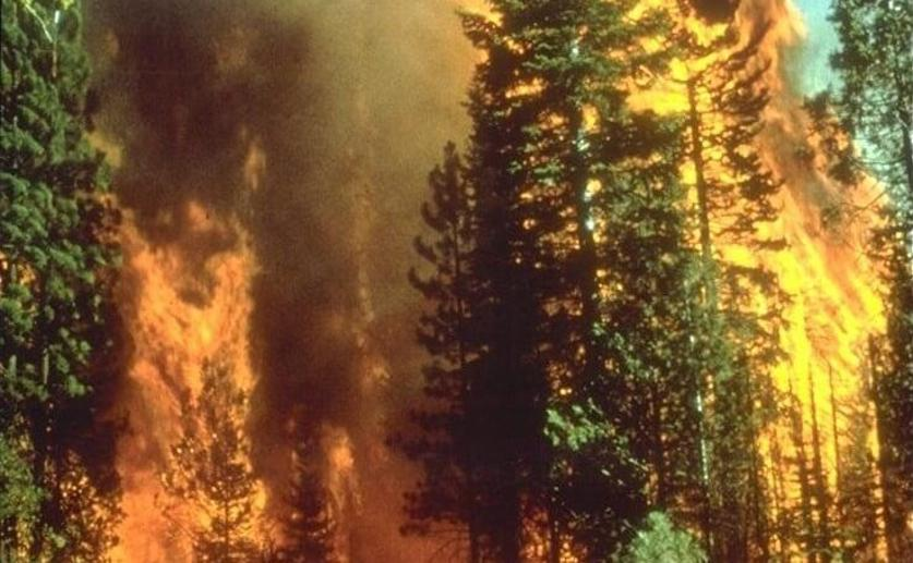 Researchers Find That Thicker Bark Can Protect Trees from Forest Fires